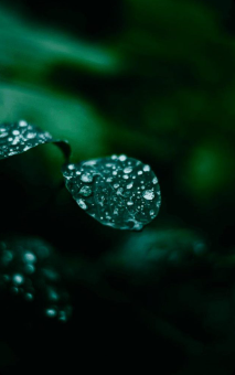 Plantje met waterdruppels